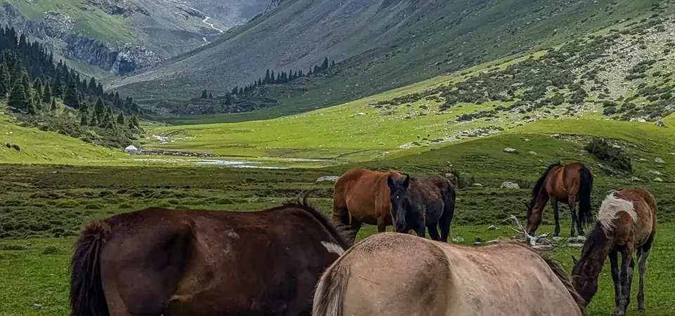 Horské údolí s pasoucími se koňmi na zelené louce v popředí. Koně různých barev, včetně hnědých a světlých odstínů, se klidně pasou trávou. V pozadí se tyčí majestátní zasněžené vrcholy se skalnatými stěnami a svěžími zelenými svahy. Horský potok protéká údolím, zatímco na obloze jsou rozházené bílé mraky s modrými úseky, vytvářející klidnou a idylickou atmosféru.