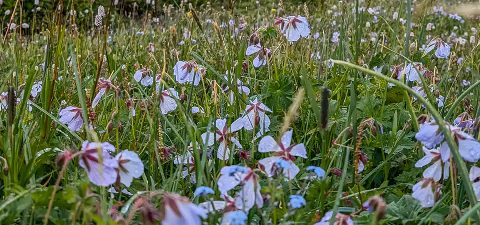 Horské údolí v Kyrgyzstánu s klikatícím se horským potokem, obklopené strmými zelenými svahy a skalnatými srázy. V pozadí se tyčí majestátní hory, částečně osvětlené teplým slunečním světlem, které zvýrazňuje jejich dramatický reliéf. Údolí má nedotčený přírodní vzhled s kamennými formacemi a roztroušenou vegetací. Modrá obloha s jemnými mraky dotváří poklidný horský výhled, typický pro divokou přírodu Kyrgyzstánu.